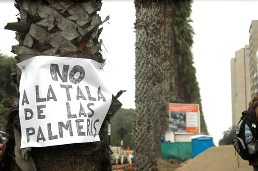 Tala de palmeras en cruce de Coronel Portillo con Pezet en San Isidro