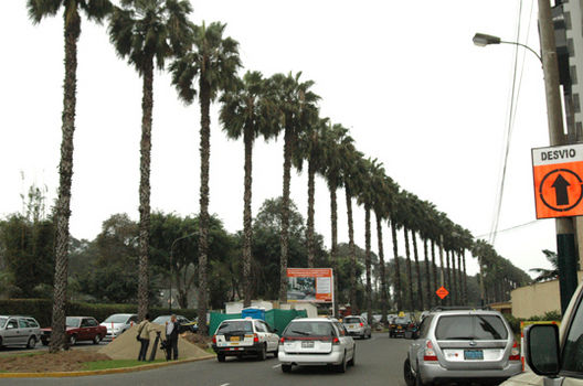 Tala de palmeras en cruce de Coronel Portillo con Pezet en San Isidro