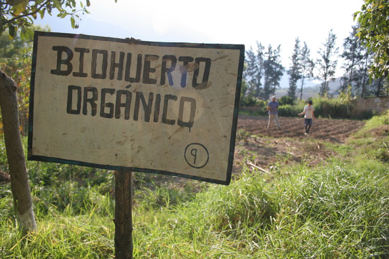 Un biohuerto es un área donde se practica la siembra, el manejo y conducción de cultivos con aplicación de materia orgánica