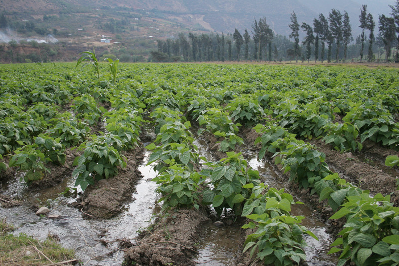 Un biohuerto es un área donde se practica la siembra, el manejo y conducción de cultivos con aplicación de materia orgánica