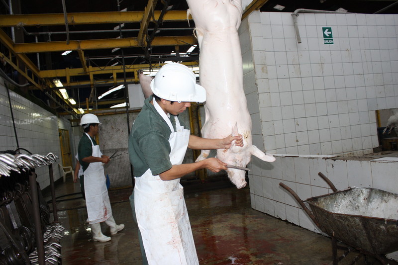 El Camal de Yerbateros brinda servicos de beneficio de animales como: Ovinos, Caprinos, Vacunos y Porcinos