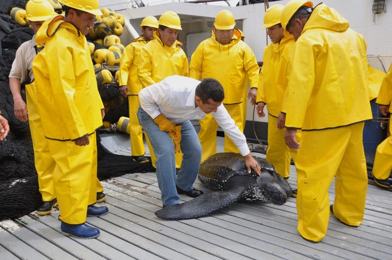 Jefe de estado Ollanta Humala,promueve campaña ¨A Comer Pescado¨