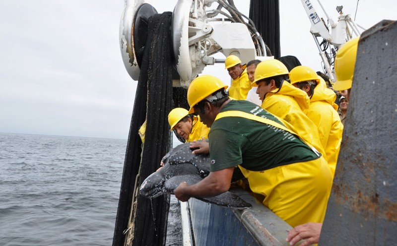 Jefe de estado Ollanta Humala,promueve campaña ¨A Comer Pescado¨