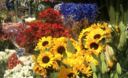 Venta de rosas en el 'Mercado de Flores de Lima' se incrementa por las fiestas navideñas.
