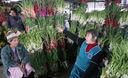 Venta de rosas en el 'Mercado de Flores de Lima' se incrementa por las fiestas navideñas.