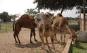 Los camellos, fuente de mitos populares, al punto que se dice que pueden sobrevivir durante semanas sin agua, ni comida