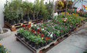 Flores y plantas en chosica