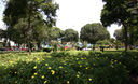 Parque las Camelias. Lince