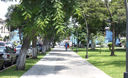 Parque las Camelias. Lince