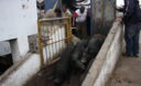 Personal de Trabajadores en el Camal de Yerbateros