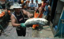 Pescadores artesanales laboran en el puerto del Callao, el primer puerto del Perú
