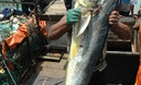 Barcos de pesca, las famosas 'bolicheras', preparándose para ir en busca de peces u otras especies acuáticas del mar peruano