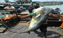 Pescadores artesanales laboran en el puerto del Callao, el primer puerto del Perú