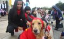 Perros, mascotas, en el Parque Kennedy de Miraflores