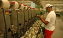 Trabajadores textiles en una d las textileras del distrirto de Santa Anita