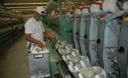 Trabajadores textiles en una d las textileras del distrirto de Santa Anita