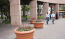 El atractivo y acogedor Parque Kennedy ubicado en el Ovalo de Miraflores